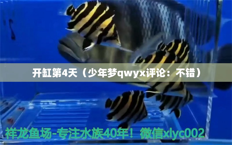 開缸第4天（少年夢qwyx評論：不錯） 觀賞魚論壇 第2張