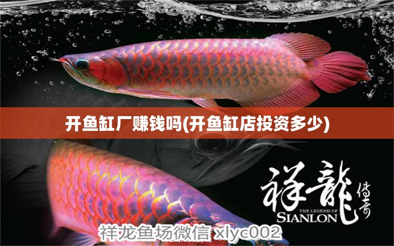 開魚缸廠賺錢嗎(開魚缸店投資多少) 進(jìn)口元寶鳳凰魚