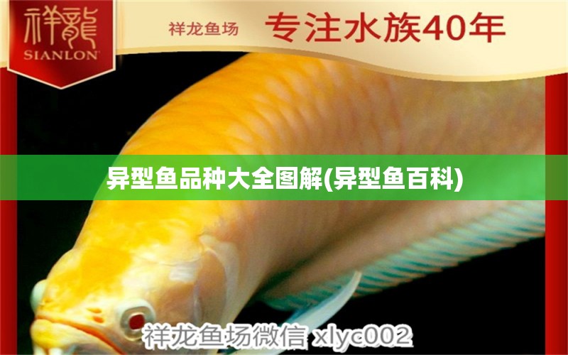 異型魚品種大全圖解(異型魚百科) 觀賞蝦蟹等飼料