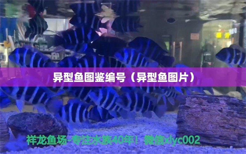 異型魚圖鑒編號（異型魚圖片） 廣州祥龍國際水族貿(mào)易