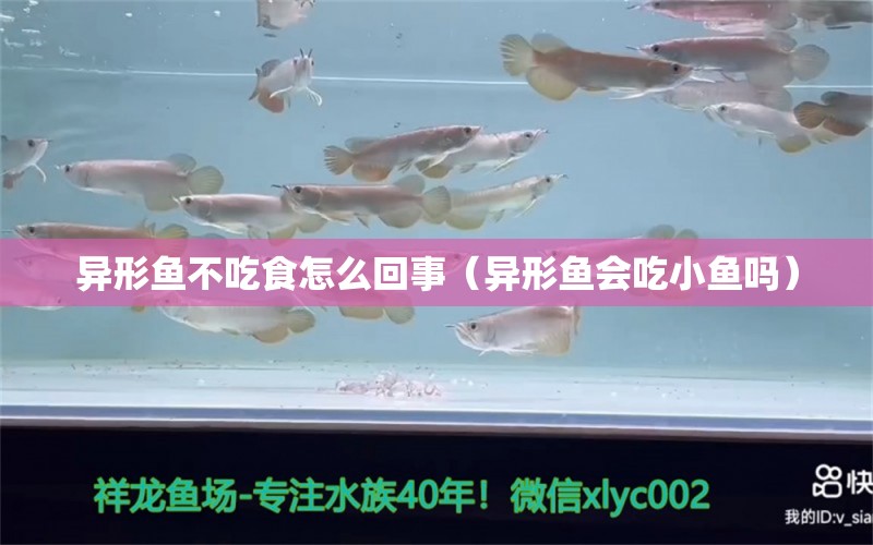 異形魚不吃食怎么回事（異形魚會吃小魚嗎） 女王大帆魚苗