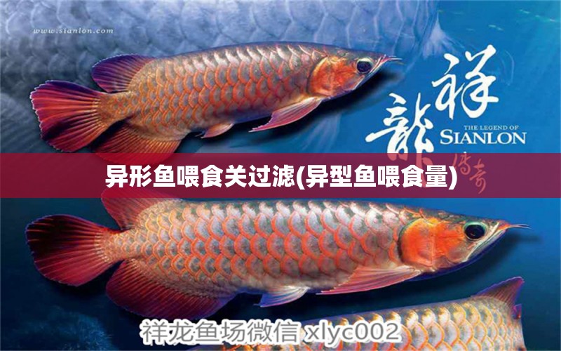 異形魚喂食關(guān)過濾(異型魚喂食量) 紅龍專用魚糧飼料