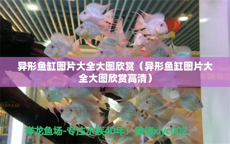 異形魚缸圖片大全大圖欣賞（異形魚缸圖片大全大圖欣賞高清）