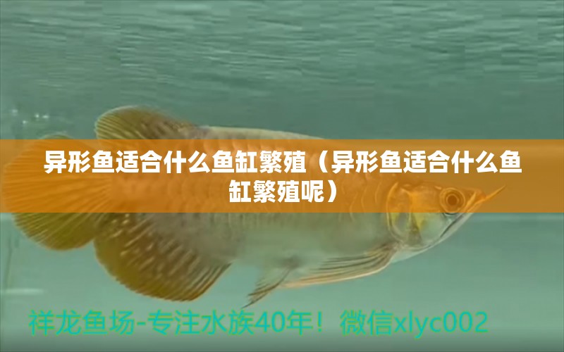 異形魚適合什么魚缸繁殖（異形魚適合什么魚缸繁殖呢）