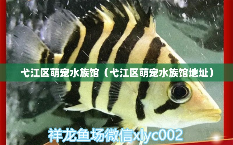 弋江區(qū)萌寵水族館（弋江區(qū)萌寵水族館地址） 全國(guó)水族館企業(yè)名錄