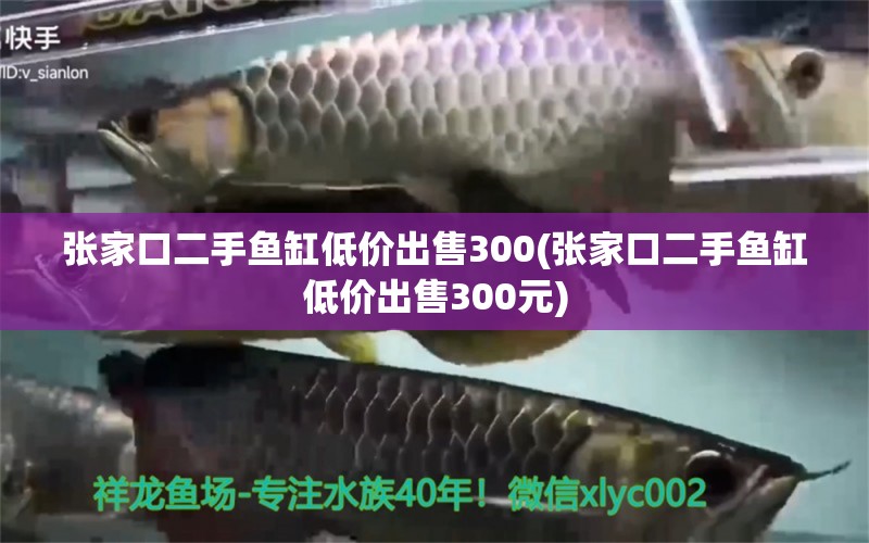 張家口二手魚缸低價出售300(張家口二手魚缸低價出售300元) 蘇虎