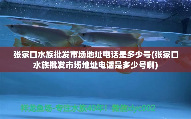 張家口水族批發(fā)市場(chǎng)地址電話是多少號(hào)(張家口水族批發(fā)市場(chǎng)地址電話是多少號(hào)啊) 龍魚百科 第1張