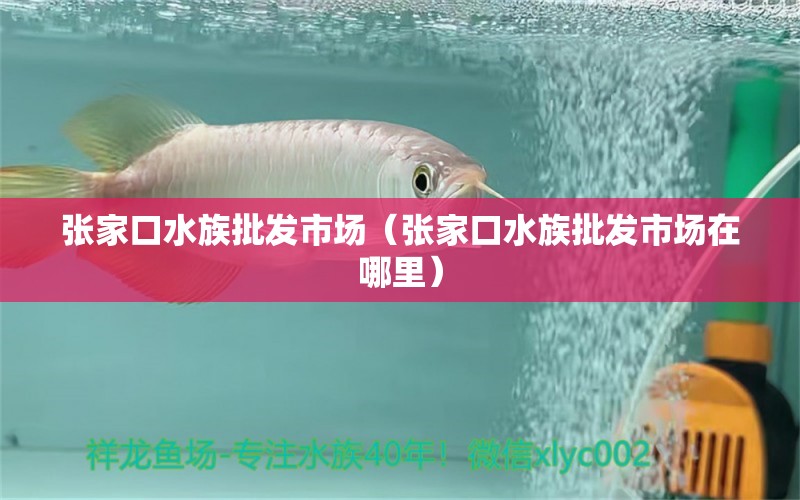 張家口水族批發(fā)市場（張家口水族批發(fā)市場在哪里）