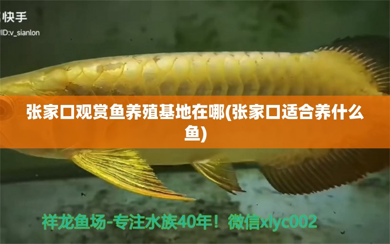 張家口觀賞魚養(yǎng)殖基地在哪(張家口適合養(yǎng)什么魚) 奈及利亞紅圓點(diǎn)狗頭