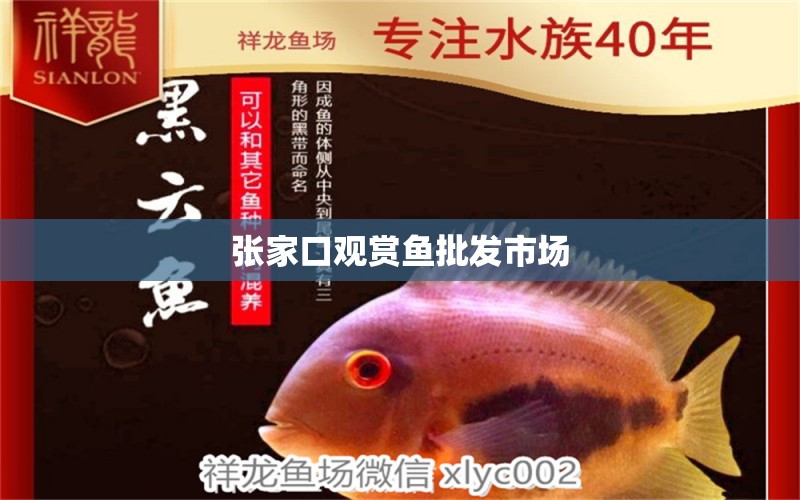 張家口觀賞魚批發(fā)市場 觀賞魚批發(fā) 第1張