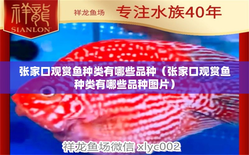 張家口觀(guān)賞魚(yú)種類(lèi)有哪些品種（張家口觀(guān)賞魚(yú)種類(lèi)有哪些品種圖片）