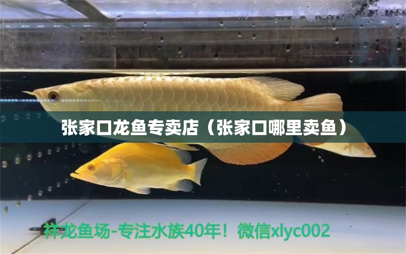 張家口龍魚專賣店（張家口哪里賣魚） 高背金龍魚