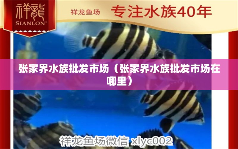 張家界水族批發(fā)市場（張家界水族批發(fā)市場在哪里） 觀賞魚水族批發(fā)市場