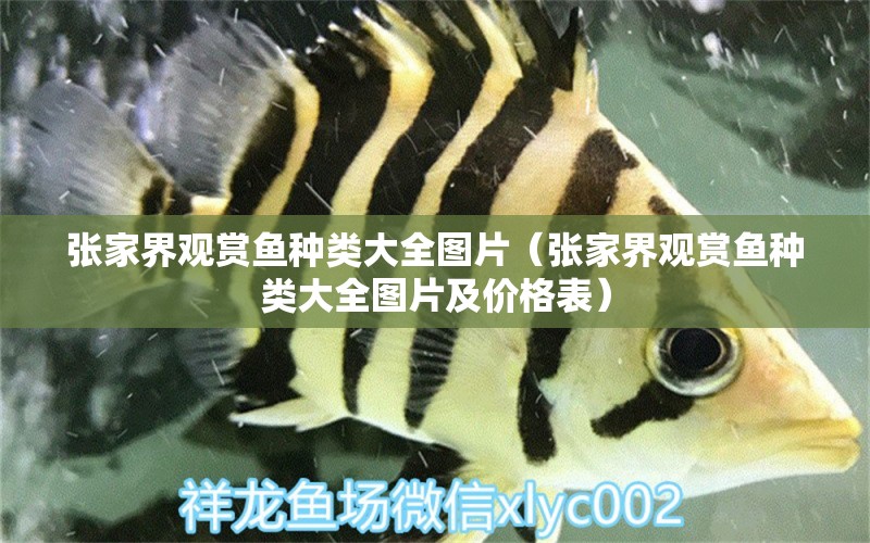 張家界觀賞魚種類大全圖片（張家界觀賞魚種類大全圖片及價格表）