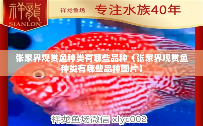 張家界觀賞魚(yú)種類(lèi)有哪些品種（張家界觀賞魚(yú)種類(lèi)有哪些品種圖片） 元寶鳳凰魚(yú)專(zhuān)用魚(yú)糧