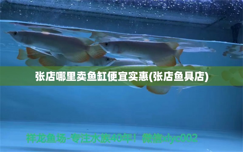 張店哪里賣魚缸便宜實惠(張店魚具店) 非洲金鼓魚