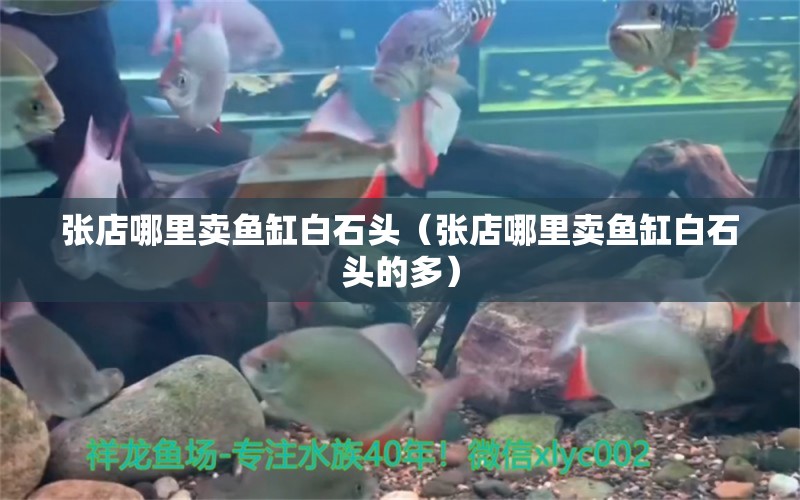 張店哪里賣魚缸白石頭（張店哪里賣魚缸白石頭的多） 網(wǎng)上購買觀賞魚