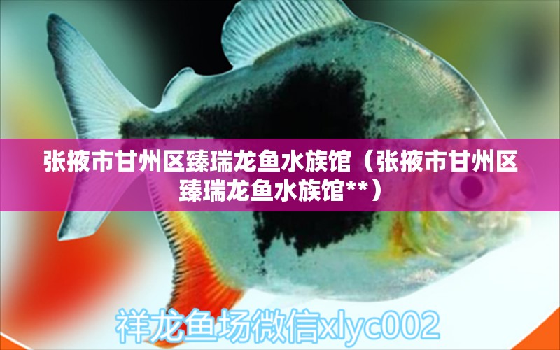 張掖市甘州區(qū)臻瑞龍魚水族館（張掖市甘州區(qū)臻瑞龍魚水族館**）