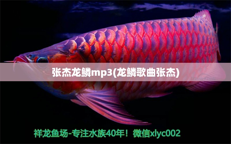 張杰龍鱗mp3(龍鱗歌曲張杰) 印尼紅龍魚