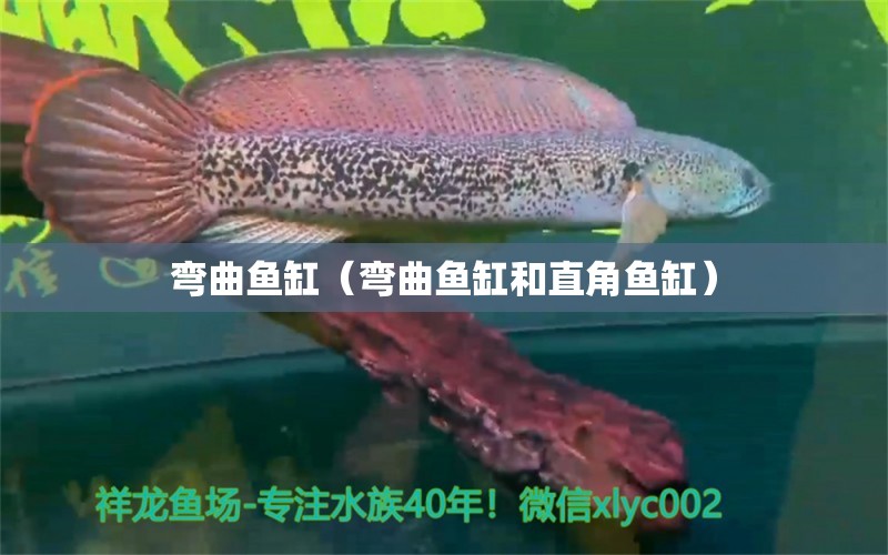 彎曲魚缸（彎曲魚缸和直角魚缸） 其他品牌魚缸