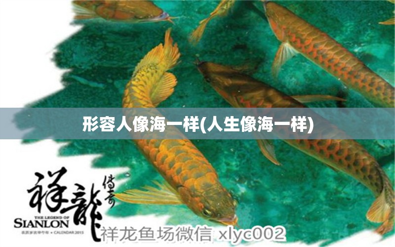 形容人像海一樣(人生像海一樣) 大湖紅龍魚