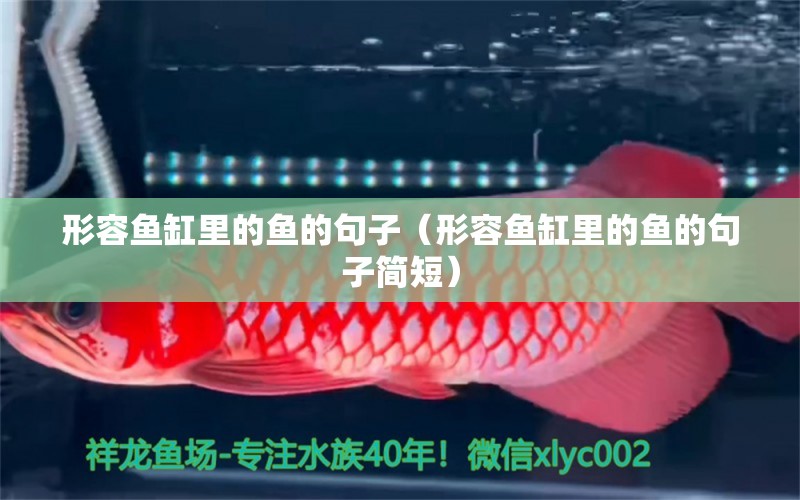 形容魚缸里的魚的句子（形容魚缸里的魚的句子簡短） 帝王迷宮魚