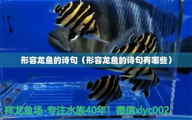 形容龍魚的詩句（形容龍魚的詩句有哪些）