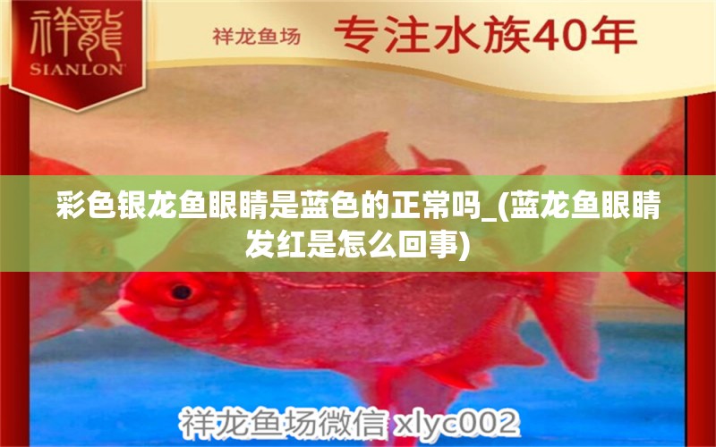 彩色銀龍魚眼睛是藍色的正常嗎_(藍龍魚眼睛發(fā)紅是怎么回事) 銀龍魚