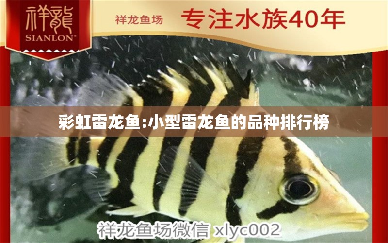 彩虹雷龍魚(yú):小型雷龍魚(yú)的品種排行榜