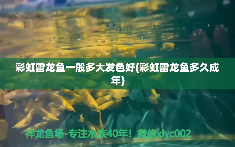 彩虹雷龍魚一般多大發(fā)色好(彩虹雷龍魚多久成年) 水族燈（魚缸燈）