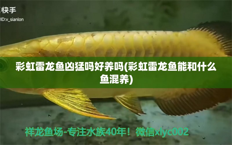 彩虹雷龍魚兇猛嗎好養(yǎng)嗎(彩虹雷龍魚能和什么魚混養(yǎng))