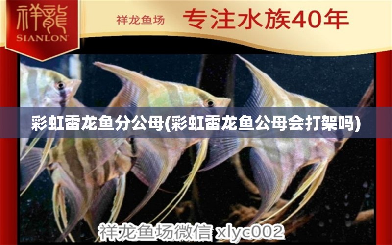 彩虹雷龍魚分公母(彩虹雷龍魚公母會打架嗎) 白玉紅龍魚