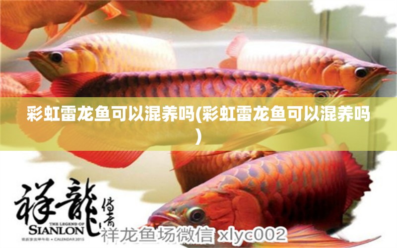 彩虹雷龍魚可以混養(yǎng)嗎(彩虹雷龍魚可以混養(yǎng)嗎) 伊巴卡魚