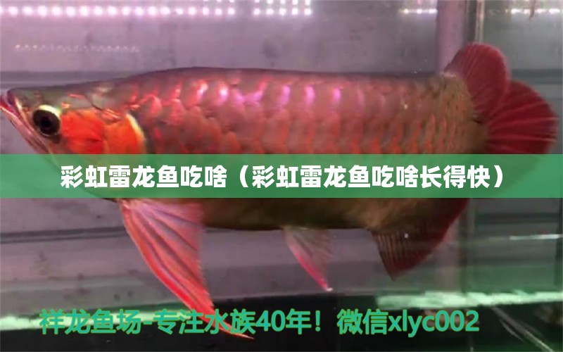 彩虹雷龍魚(yú)吃啥（彩虹雷龍魚(yú)吃啥長(zhǎng)得快）