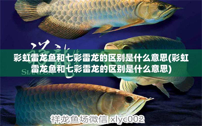 彩虹雷龍魚和七彩雷龍的區(qū)別是什么意思(彩虹雷龍魚和七彩雷龍的區(qū)別是什么意思)