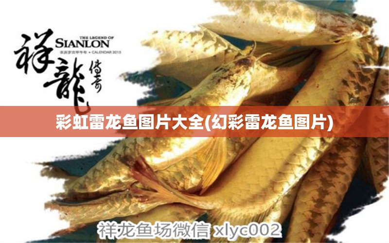 彩虹雷龍魚圖片大全(幻彩雷龍魚圖片) 撒旦鴨嘴魚