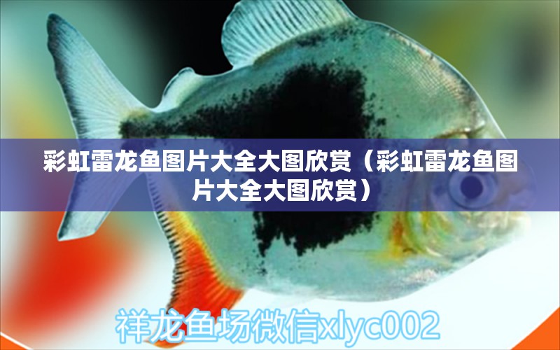 彩虹雷龍魚(yú)圖片大全大圖欣賞（彩虹雷龍魚(yú)圖片大全大圖欣賞）