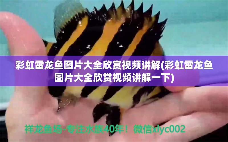 彩虹雷龍魚圖片大全欣賞視頻講解(彩虹雷龍魚圖片大全欣賞視頻講解一下) 泰龐海蓮魚