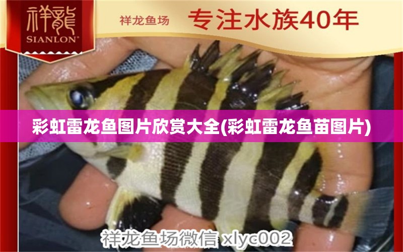 彩虹雷龍魚圖片欣賞大全(彩虹雷龍魚苗圖片) 錦鯉飼料