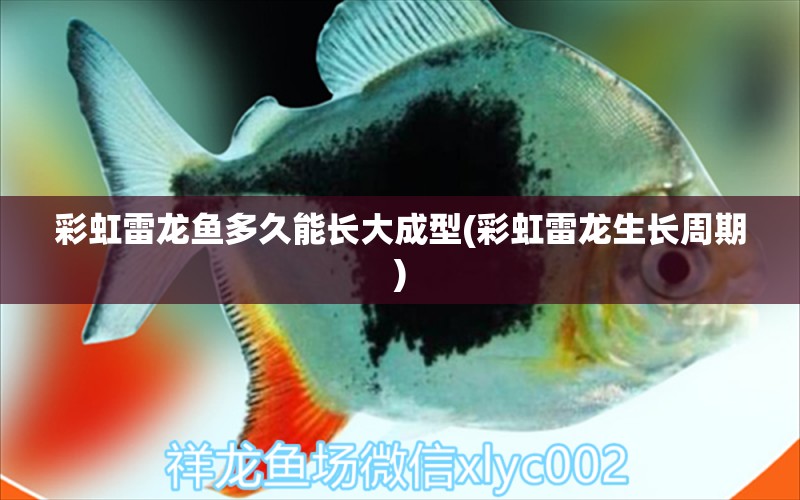 彩虹雷龍魚多久能長大成型(彩虹雷龍生長周期) 肥料