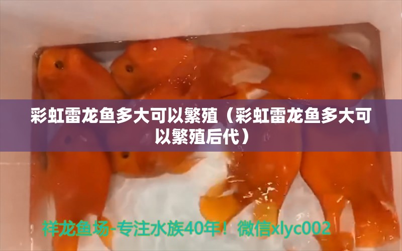 彩虹雷龍魚多大可以繁殖（彩虹雷龍魚多大可以繁殖后代）