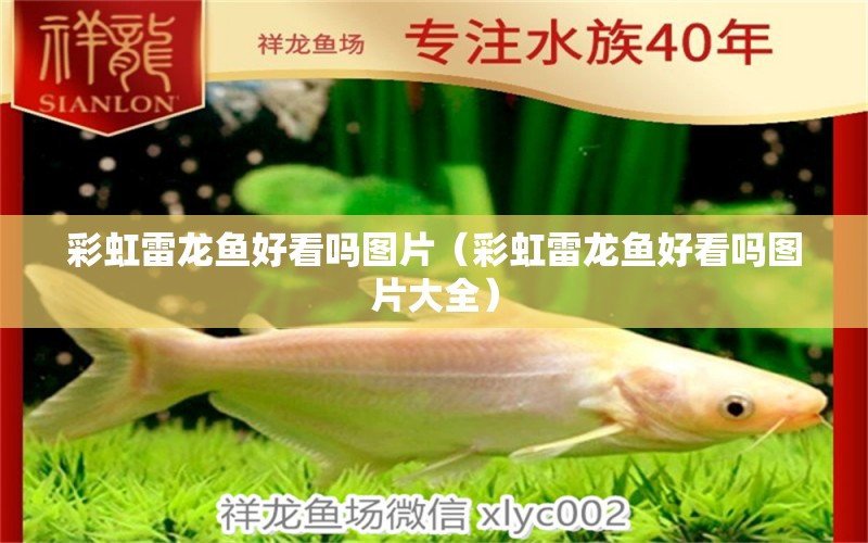 彩虹雷龍魚(yú)好看嗎圖片（彩虹雷龍魚(yú)好看嗎圖片大全）