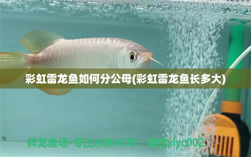 彩虹雷龍魚如何分公母(彩虹雷龍魚長多大) 2024第28屆中國國際寵物水族展覽會CIPS（長城寵物展2024 CIPS）