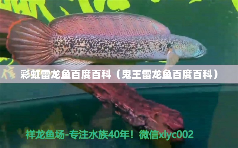 彩虹雷龍魚百度百科（鬼王雷龍魚百度百科） 翡翠鳳凰魚