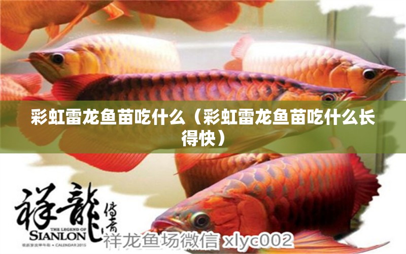 彩虹雷龍魚(yú)苗吃什么（彩虹雷龍魚(yú)苗吃什么長(zhǎng)得快）