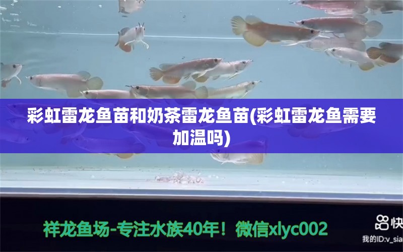 彩虹雷龍魚苗和奶茶雷龍魚苗(彩虹雷龍魚需要加溫嗎) 水溫計(jì) 第1張