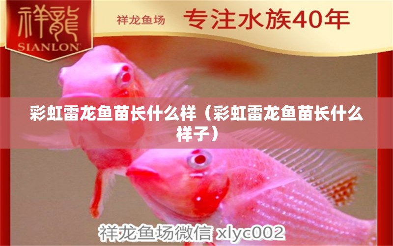 彩虹雷龍魚苗長什么樣（彩虹雷龍魚苗長什么樣子）