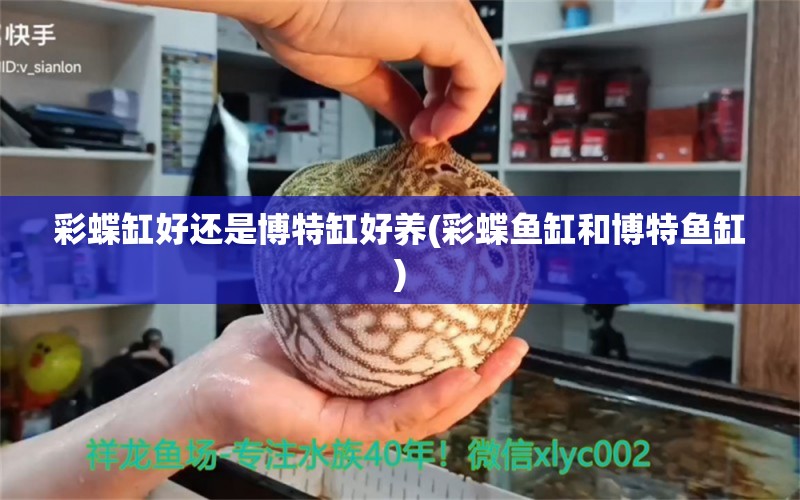 彩蝶缸好還是博特缸好養(yǎng)(彩蝶魚缸和博特魚缸) 博特水族