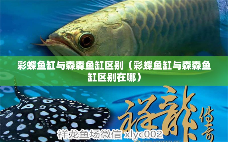 彩蝶魚缸與森森魚缸區(qū)別（彩蝶魚缸與森森魚缸區(qū)別在哪）