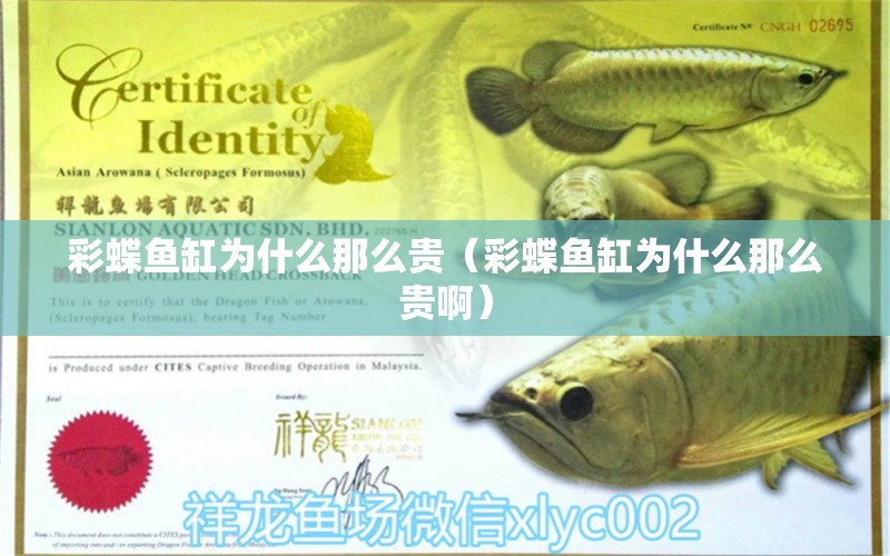 彩蝶魚缸為什么那么貴（彩蝶魚缸為什么那么貴?。? title=